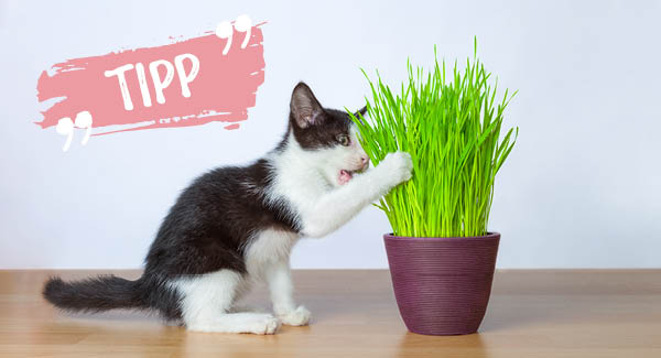 Das unentbehrliche Grün für jede Katze