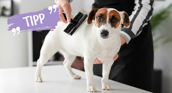 Les poils courts ont également besoin de soins