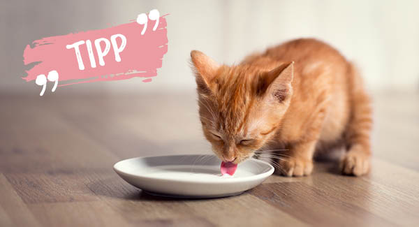 Die weisse Verführung