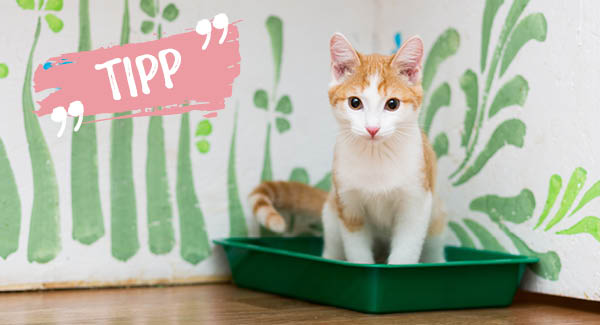 Mehrere stille Örtchen einrichten