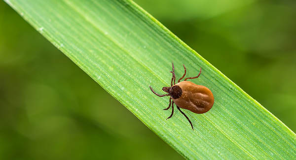 Die Zecken in der Schweiz
