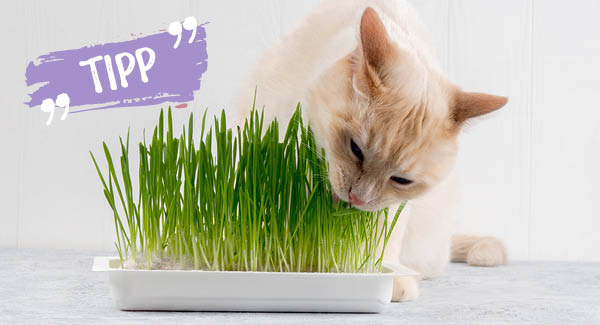 Das unentbehrliche Grün für jede Katze