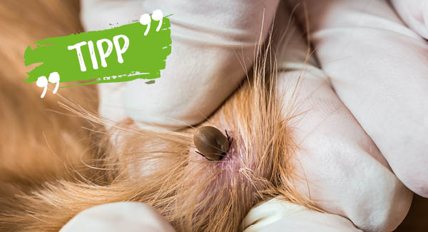 Rasch entfernen und Stichstelle beobachten