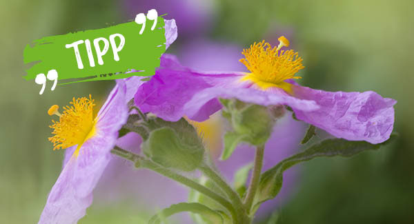 Natürliche Helden gegen Zecken