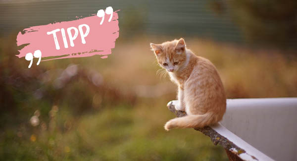 Frei von Zecken die Welt entdecken