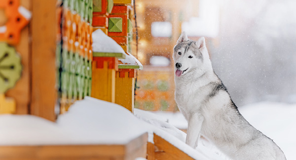 petfinder.ch – appartements et maisons de vacances