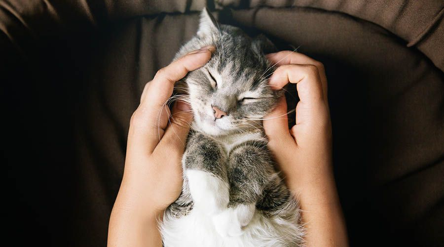 Gesundheit & Wohlbefinden