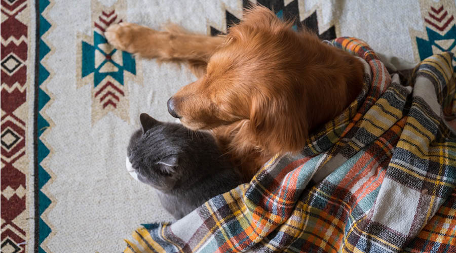 Décontracté chez soi