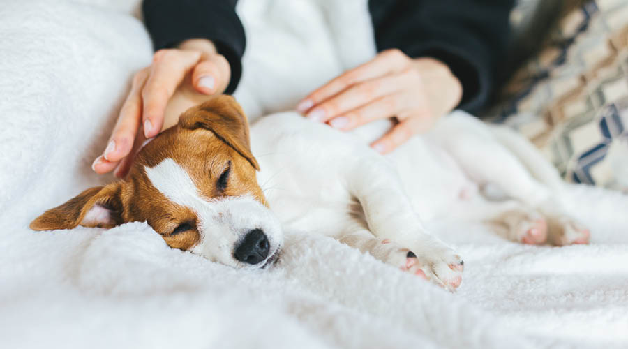 Beruhigt ins neue Zuhause