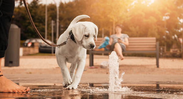 Un hot dog? Non merci!