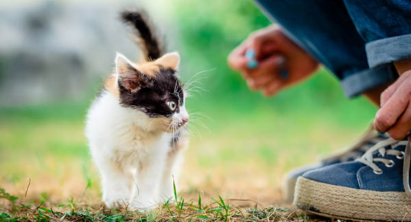 Check-List – Un chaton emménage