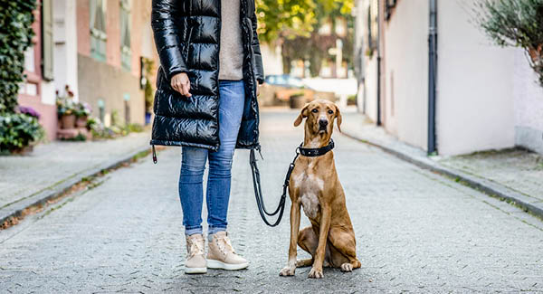 Maul Ledermanufaktur – produits en cuir de haute qualité pour chiens & propriétaires