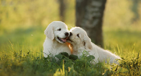 Check-List – Un chiot emménage