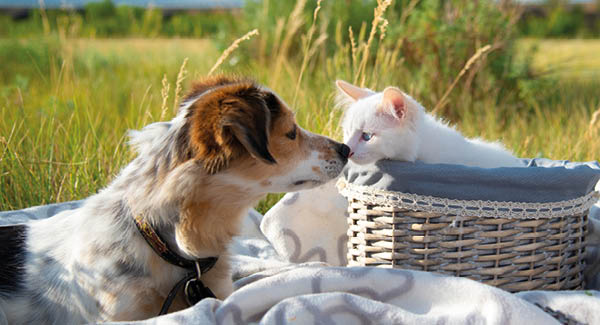 meikocare Re-Flora Herbal – Tiergesundheit beginnt im Darm