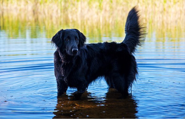 retriever