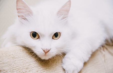Turkish Van