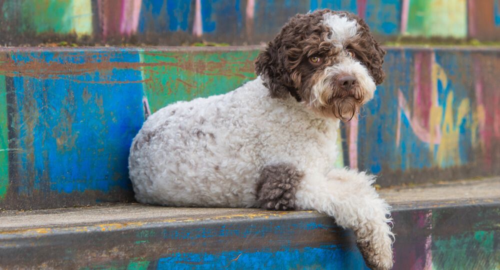 lagotto