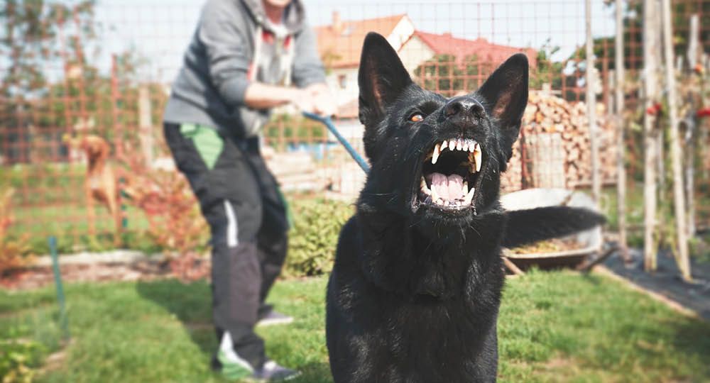 Wenn Mensch und Tier gestresst ist