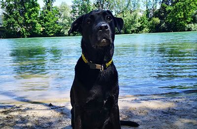 Haustier von Massimo