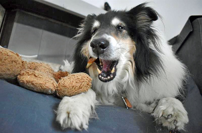 Tier von Delia Sebben