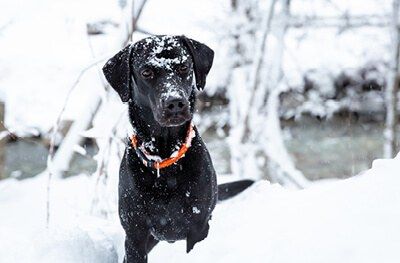 Tier Evelyne Gerhard