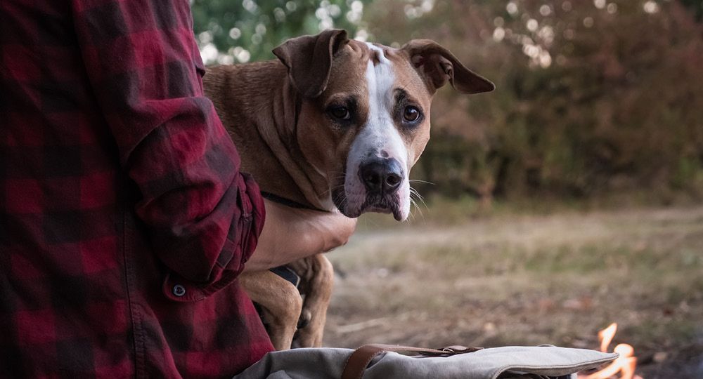 Wenn Mensch und Tier gestresst ist