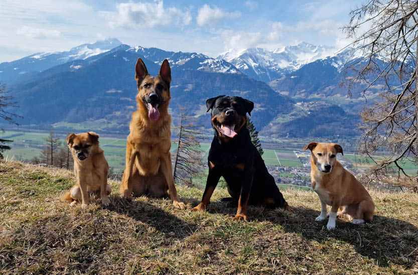 Claudia Obrecht Haustier