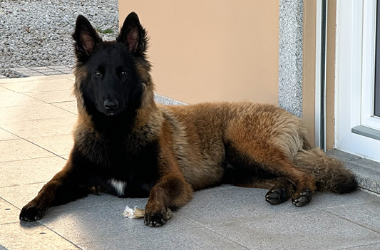 Hund von Michelle Schmidt