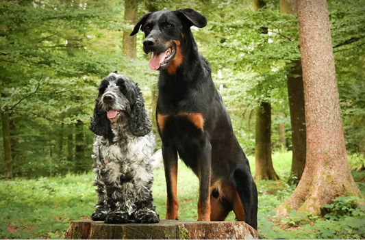 Hund von Nathalie Rumo