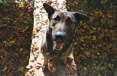 Hund von Rian Schenk