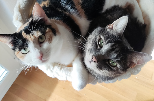 Hund von Tamara Meile