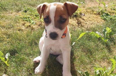 Hund von Michelle Burri